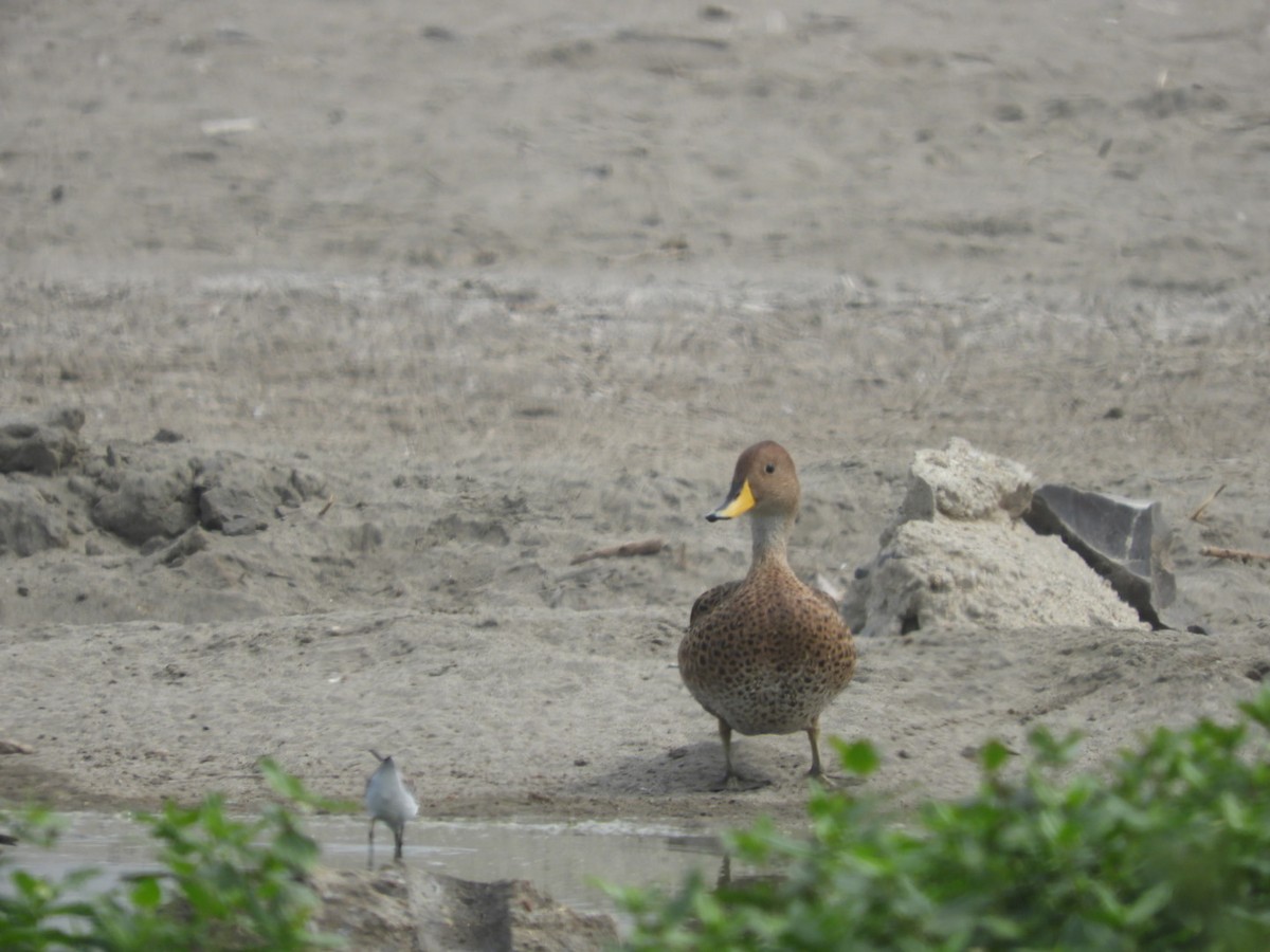 Yellow-billed Pintail - ML534824641