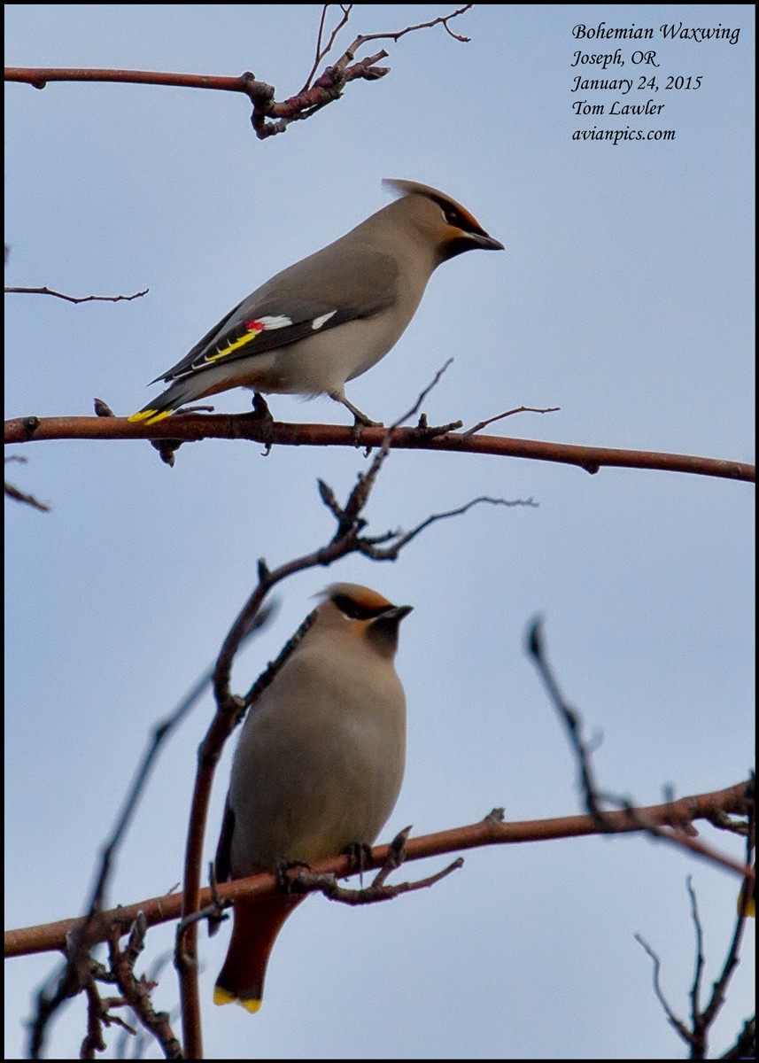 Bohemian Waxwing - Tom Lawler