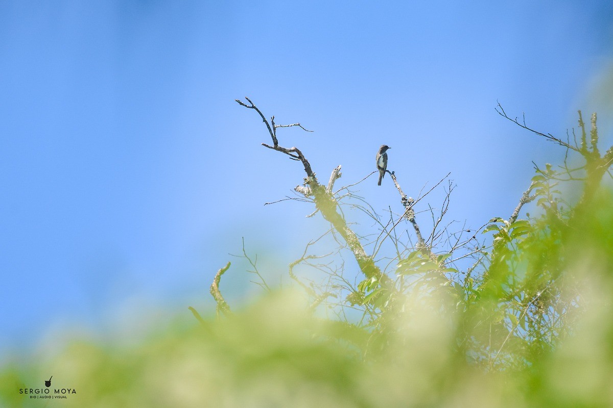 Olive-sided Flycatcher - ML534825931