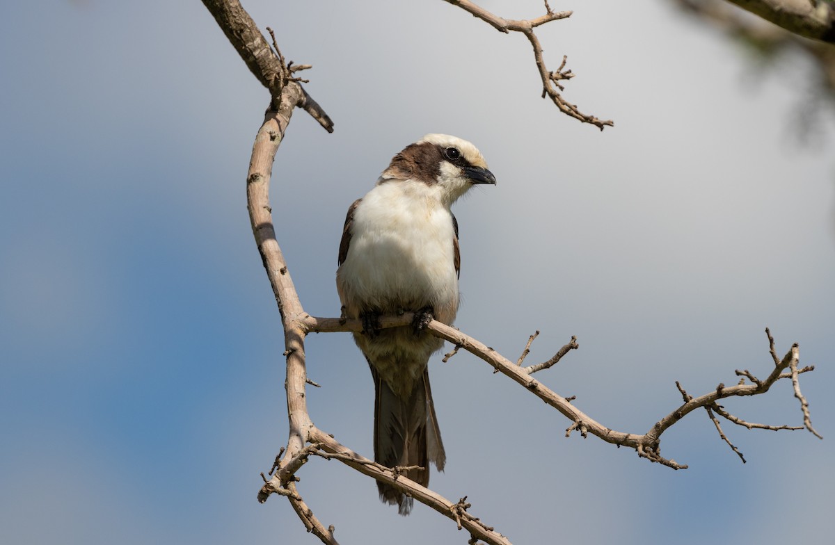 White-crowned Shrike - Fernando Enrique Navarrete