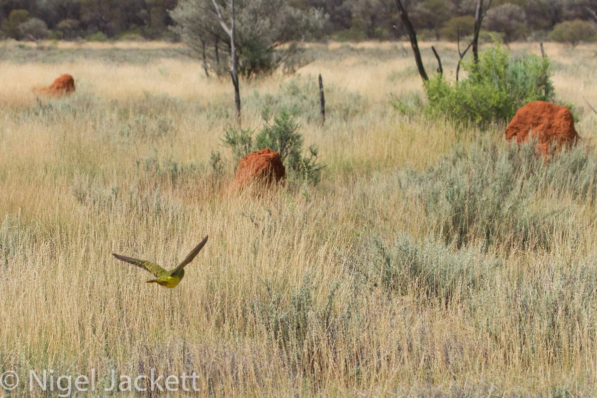 Night Parrot - Nigel Jackett