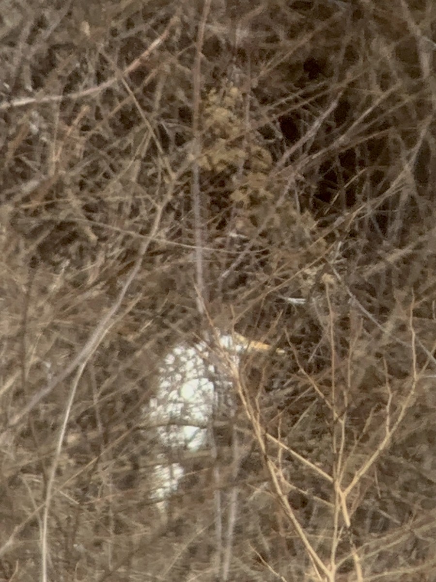 大白鷺 - ML534827591