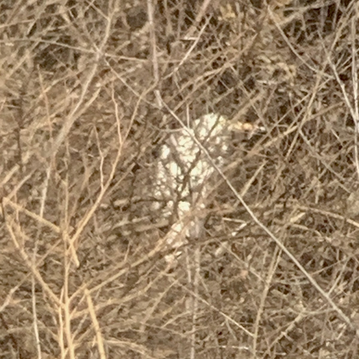大白鷺 - ML534827601