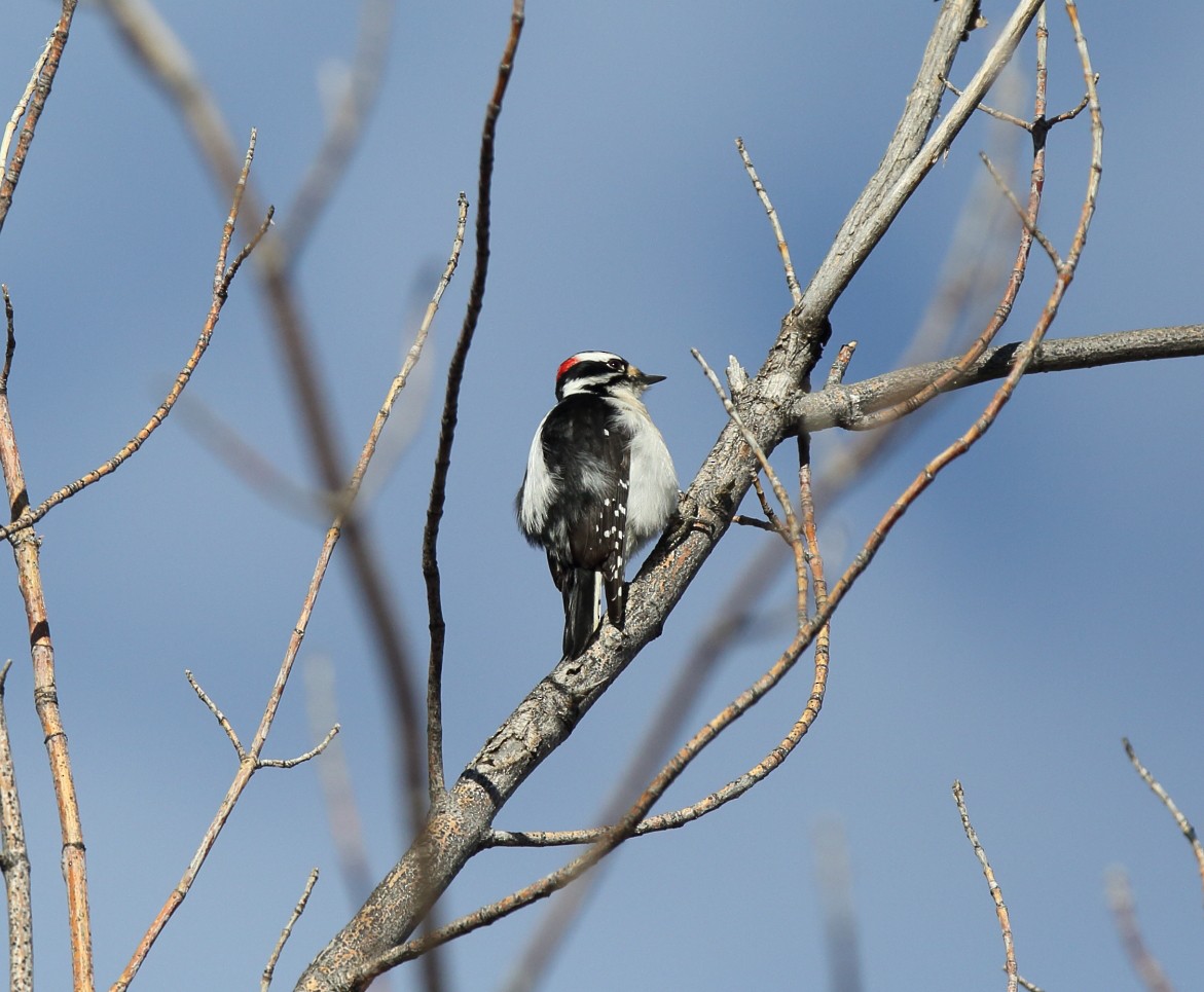 Hairy Woodpecker - ML534828051