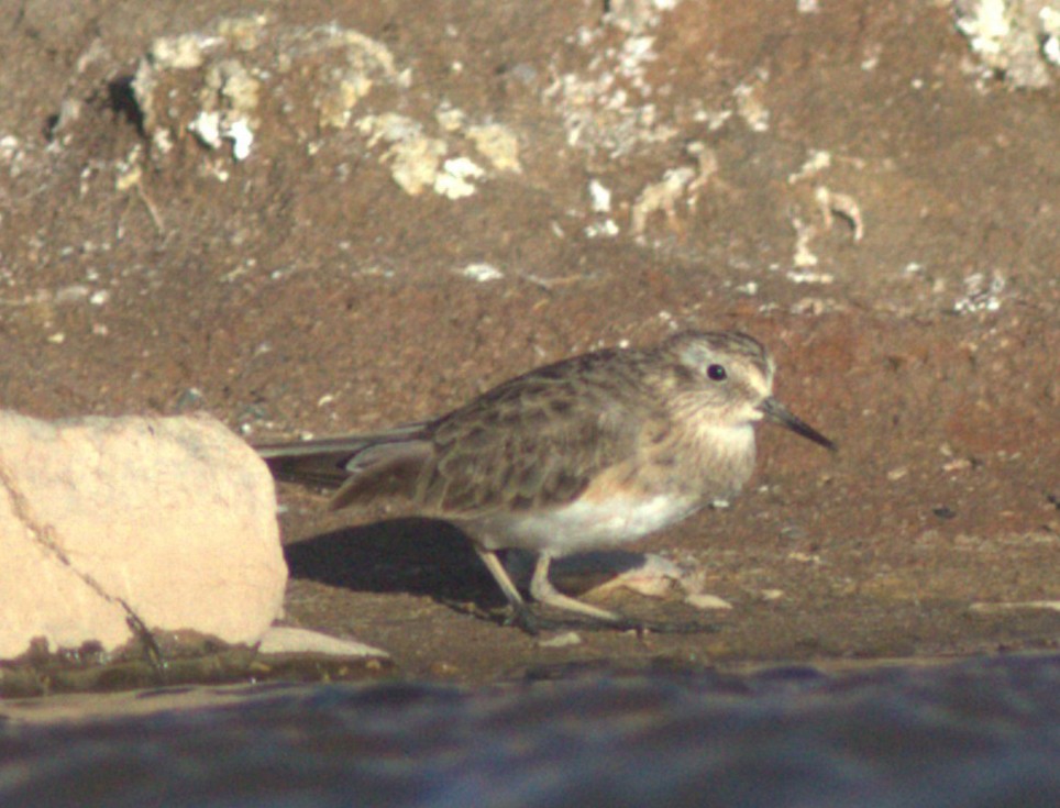 Least Sandpiper - Freddy Burgos Gallardo