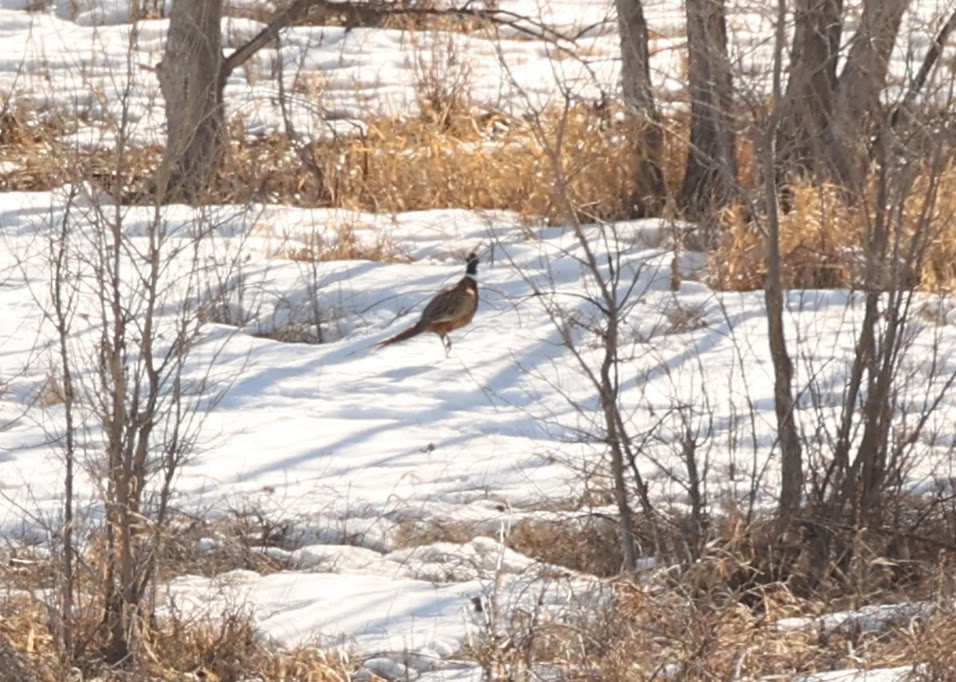 Ring-necked Pheasant - Joo Tan