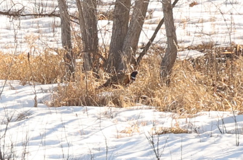 Ring-necked Pheasant - ML534831261