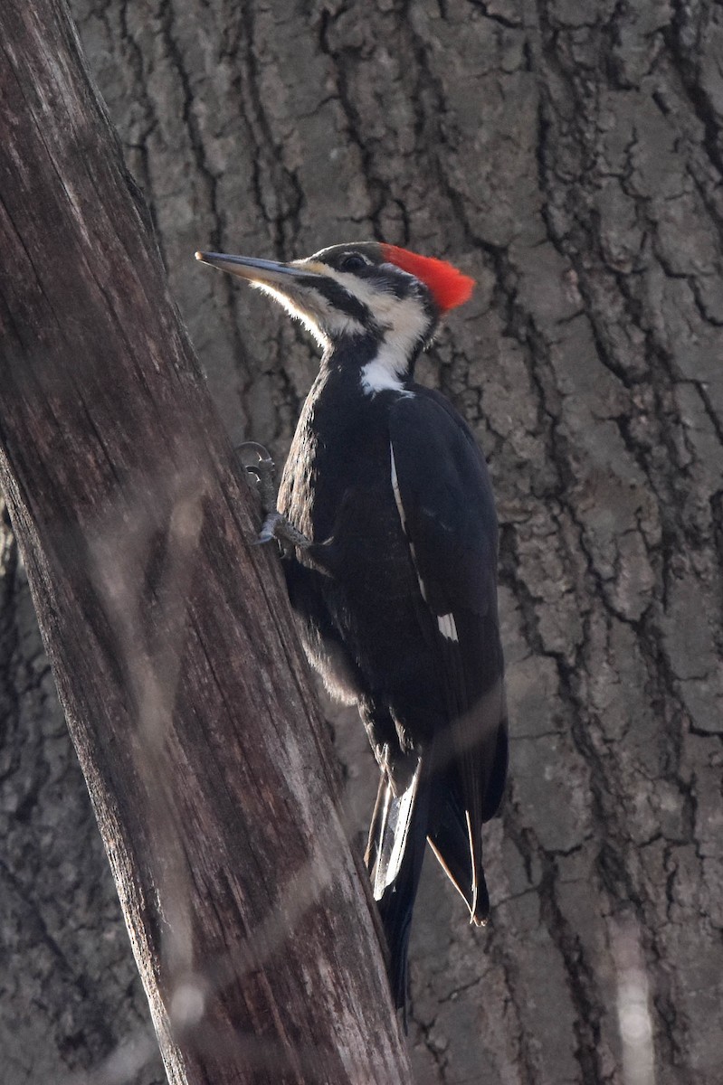 Pileated Woodpecker - ML534831741