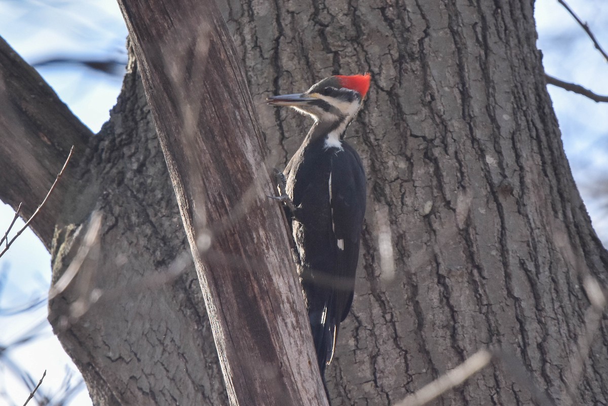 Pileated Woodpecker - ML534831751