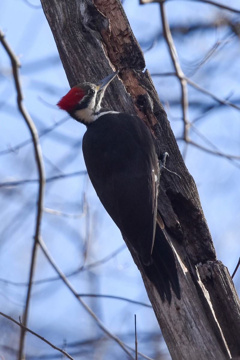 Pileated Woodpecker - ML534831761