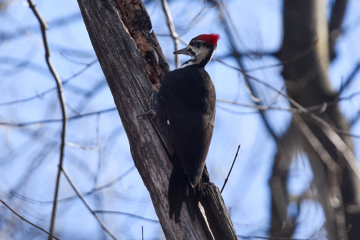 Pileated Woodpecker - ML534831771