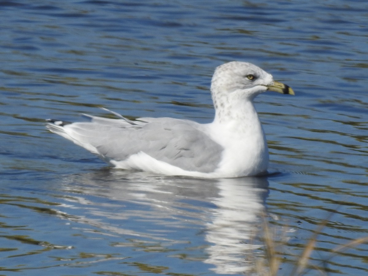 Ring-billed Gull - ML534831951