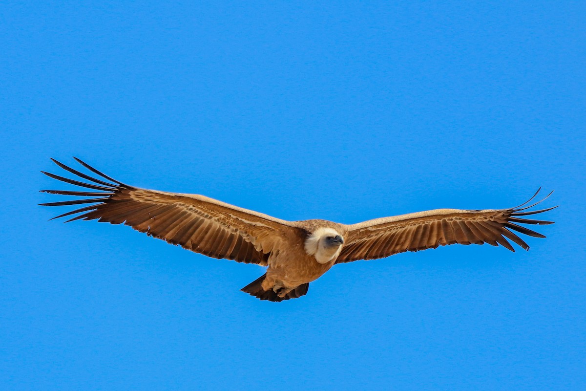 Eurasian Griffon - César Diez González