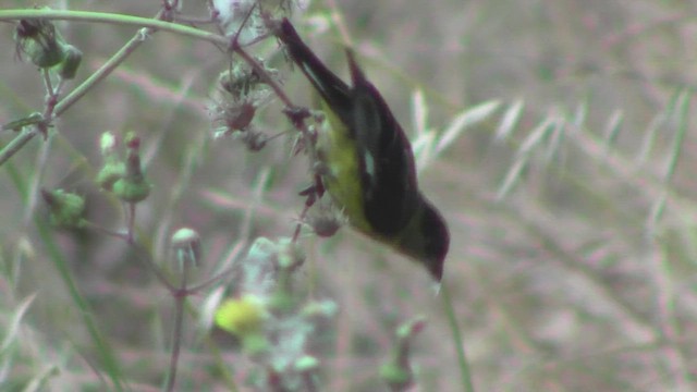 Lesser Goldfinch - ML534835741