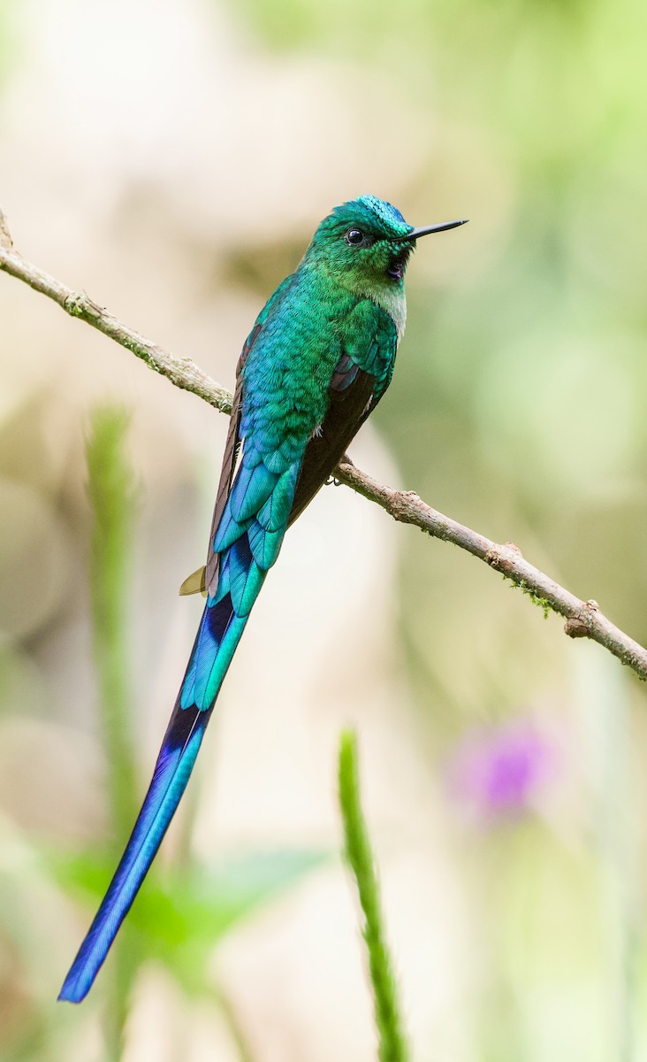 Long-tailed Sylph - Will Sweet