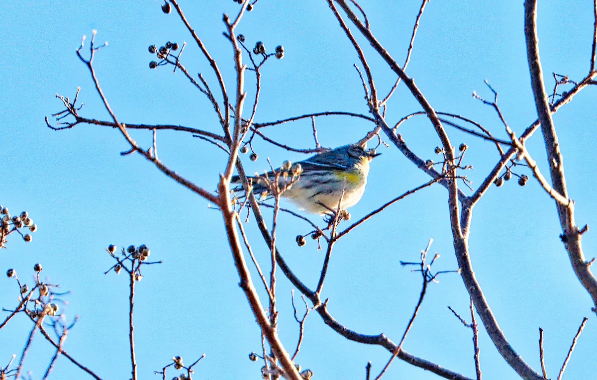 Yellow-rumped Warbler - ML534836121