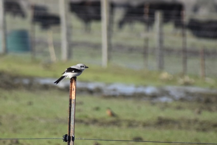 Northern Shrike - Axel Roos