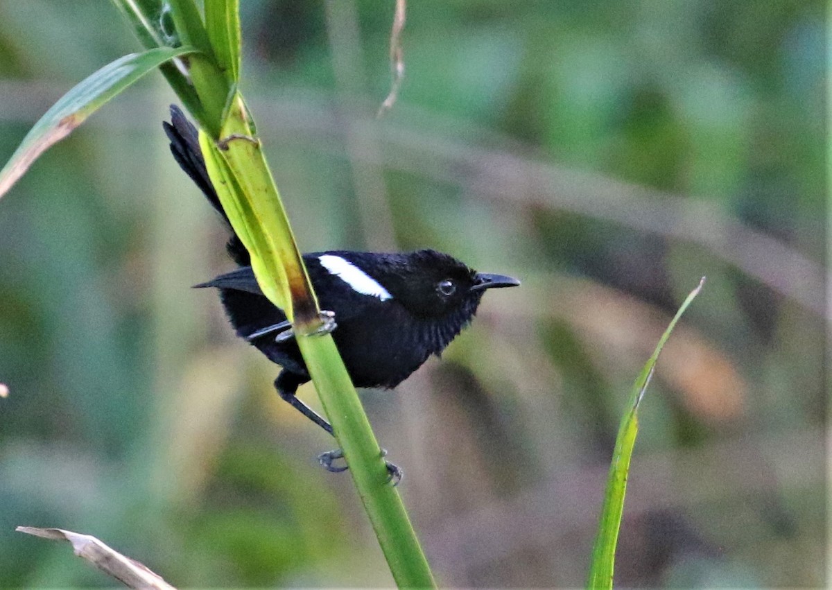 White-shouldered Fairywren - ML534838751