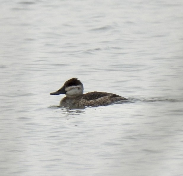 Ruddy Duck - ML534839481