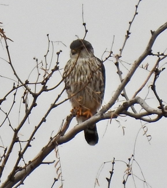 Merlin - Christopher Daniels