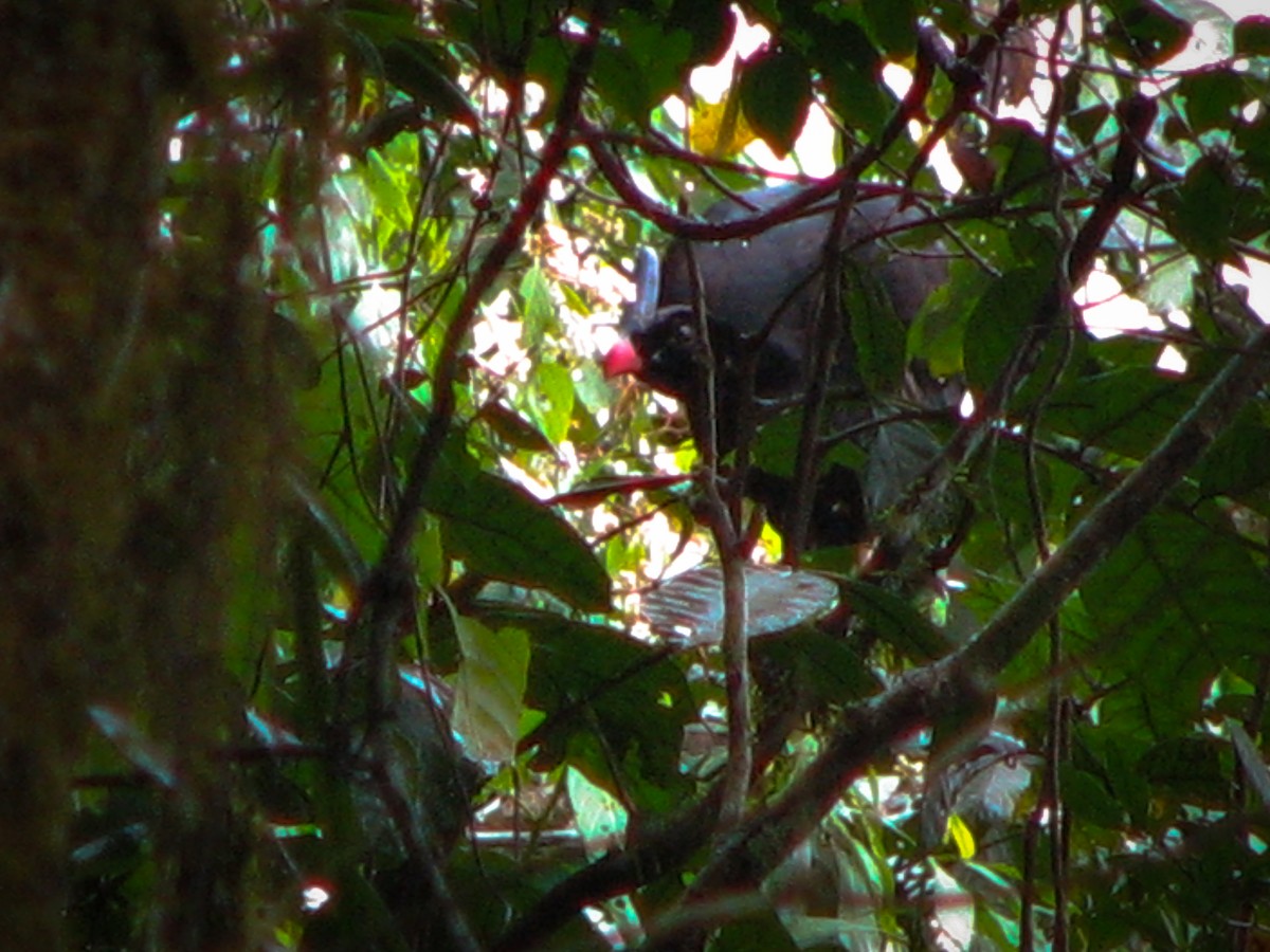 Horned Curassow - ML534841631