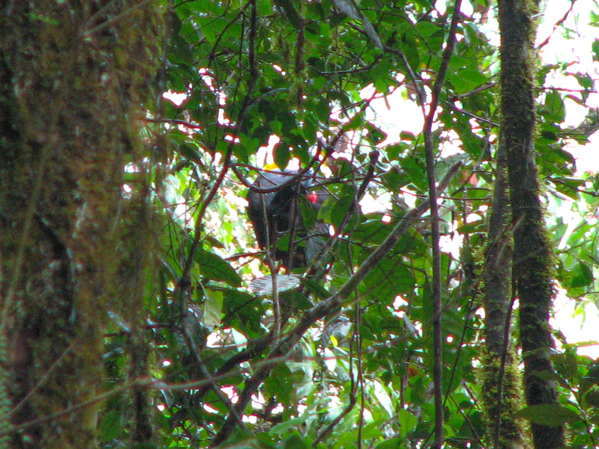 Horned Curassow - ML534841671