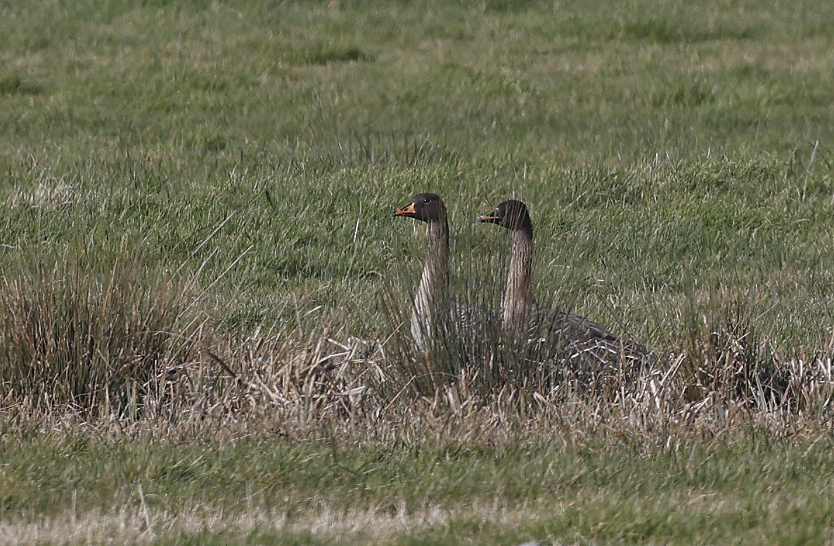 Waldsaatgans - ML534842201