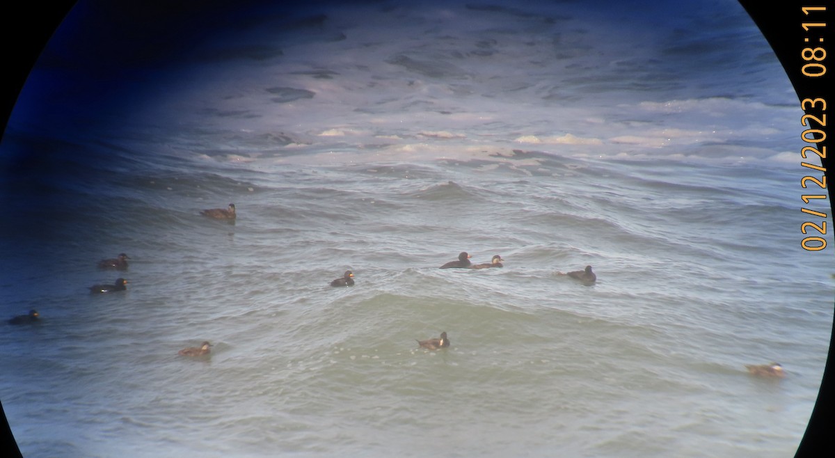 Black Scoter - ML534842581