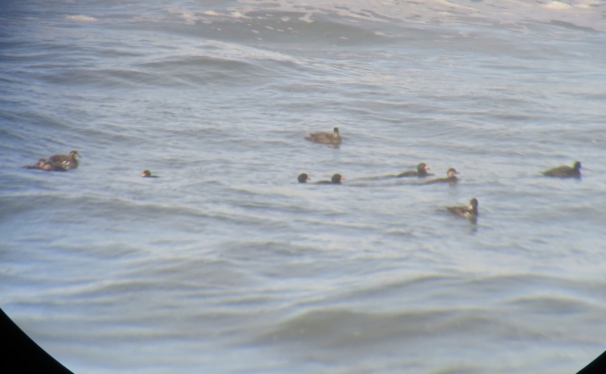 Black Scoter - ML534842651
