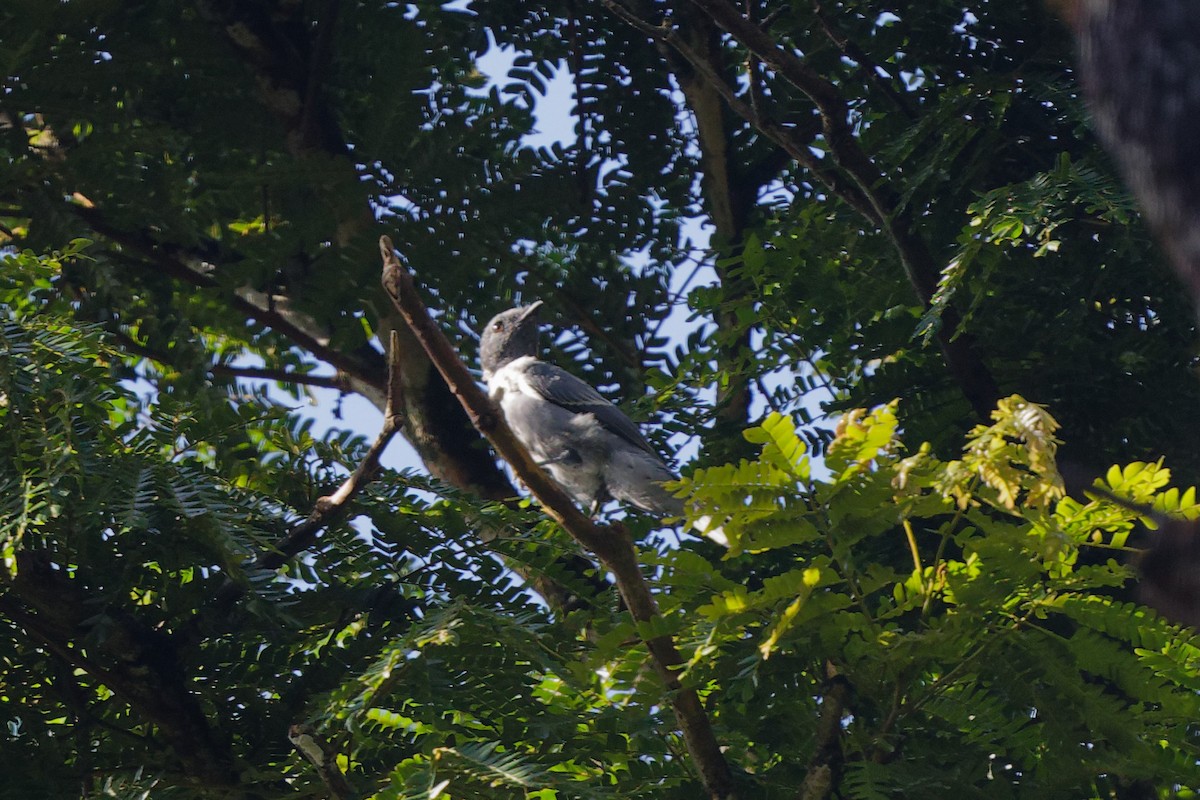 Шикачик мадагаскарський - ML534843851