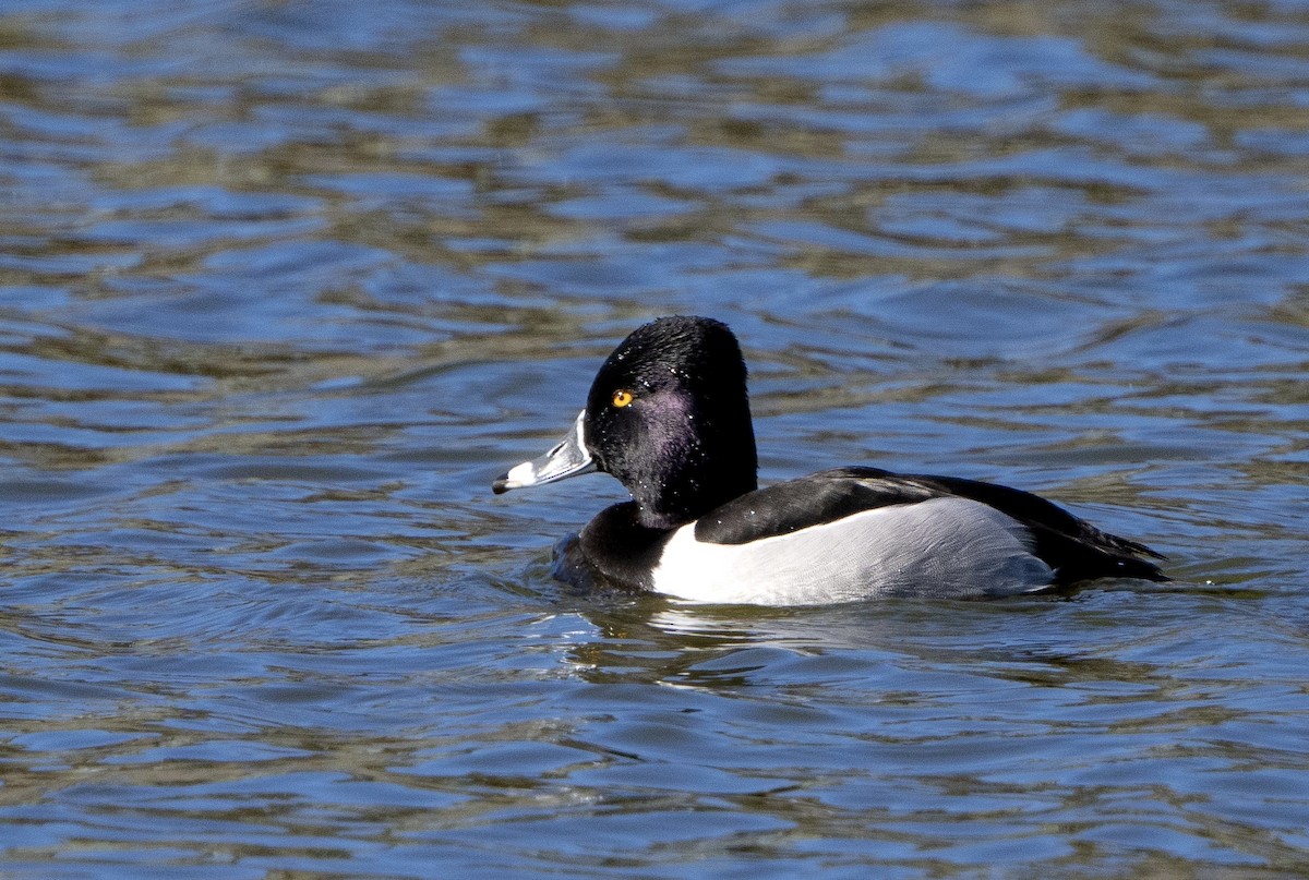 Ring-necked Duck - ML534844841