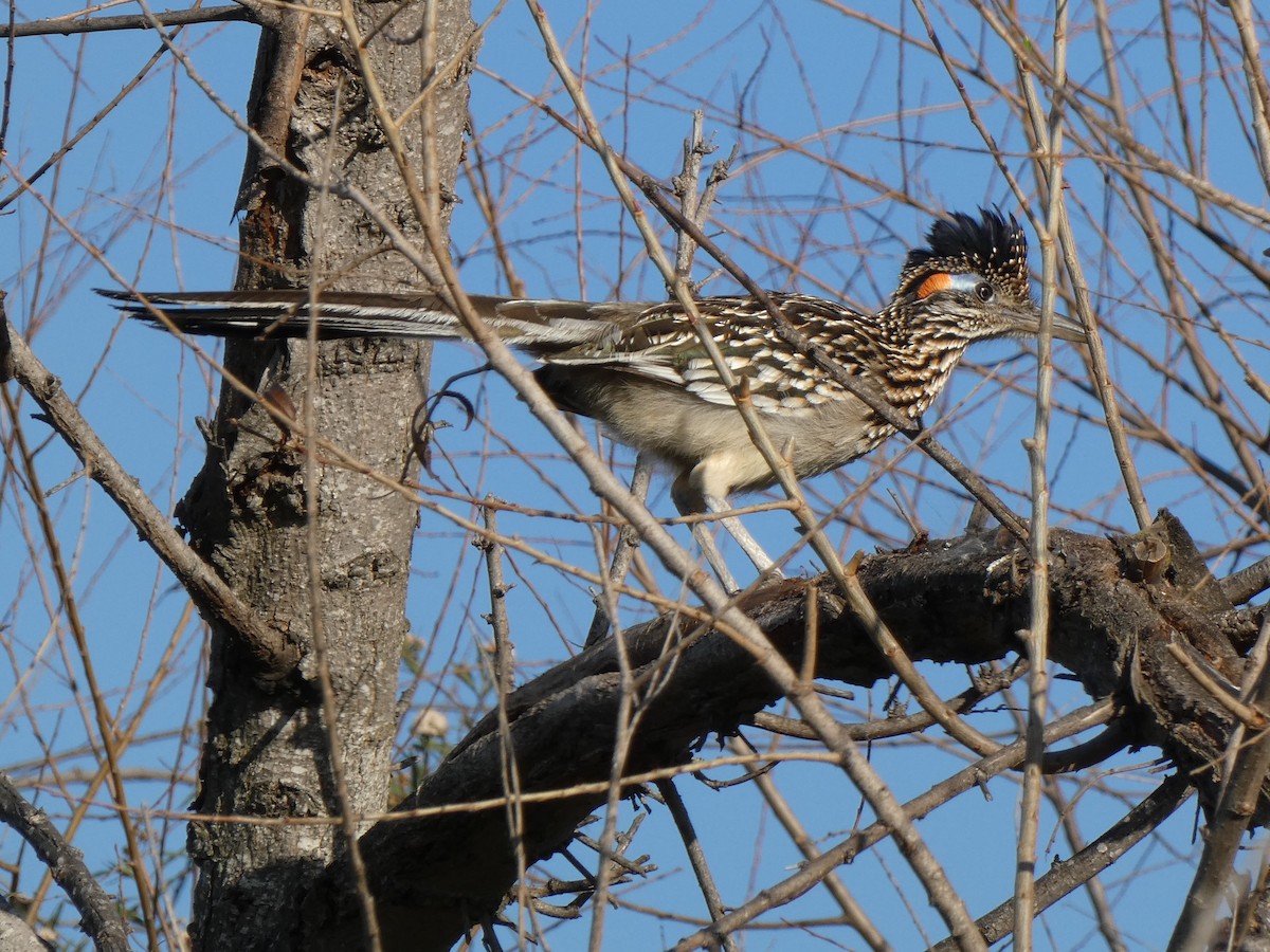 Greater Roadrunner - ML534845201