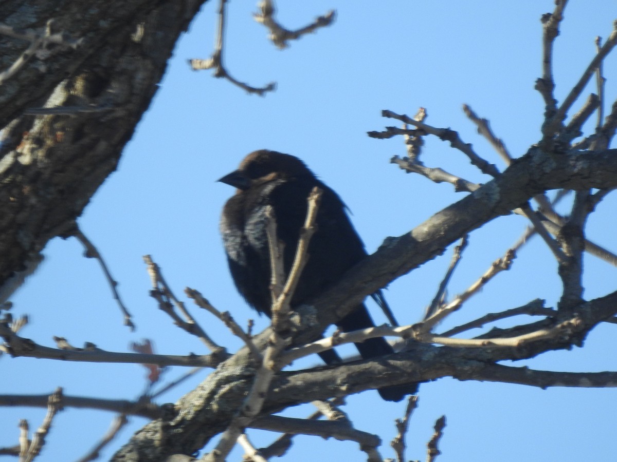 Brown-headed Cowbird - ML534846151