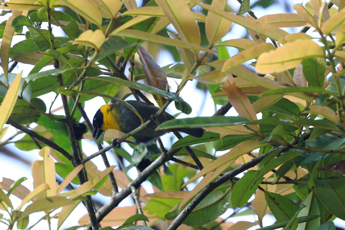 Ткачик мадагаскарський - ML534846161