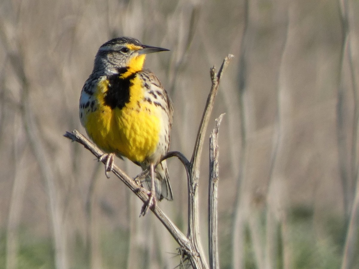 Western Meadowlark - ML534846241