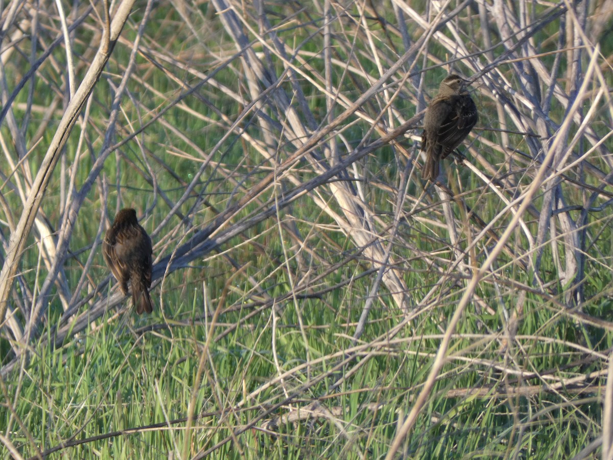 Red-winged Blackbird - ML534846321