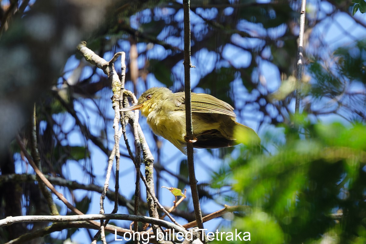 Малагасійник - ML534847211