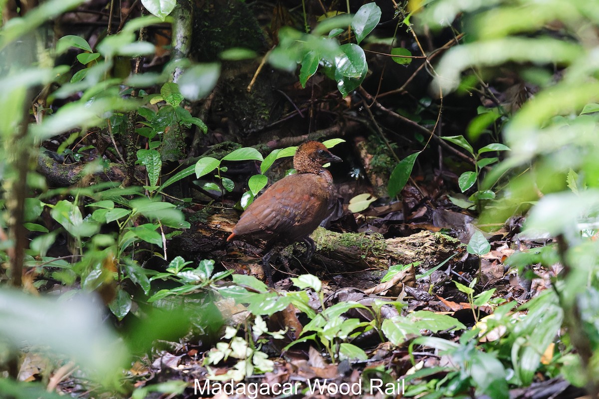 Madagascar Forest Rail - Andrew Pink