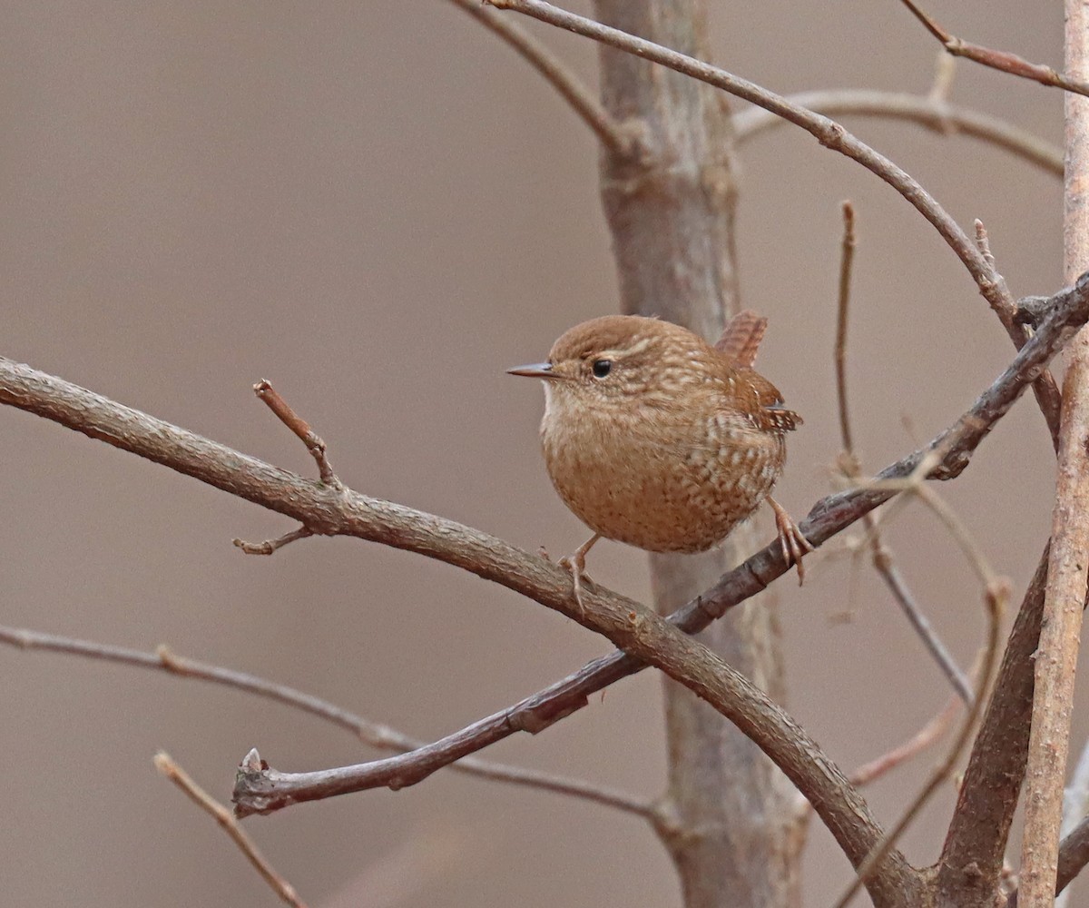 Winter Wren - ML534848691