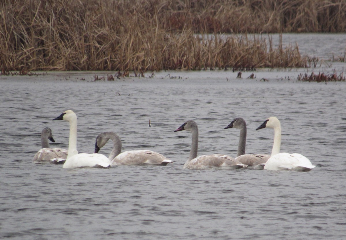 Trumpeter Swan - ML534848901