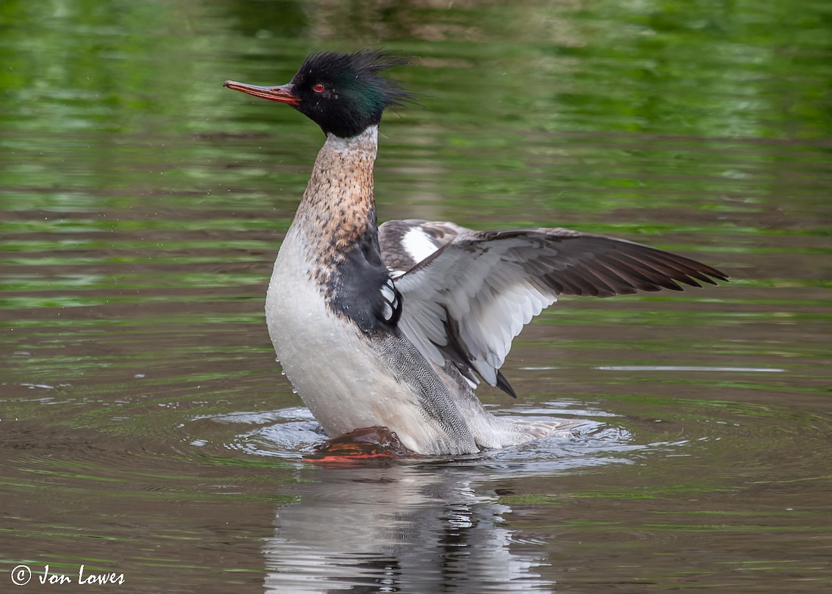 Red-breasted Merganser - ML534849301