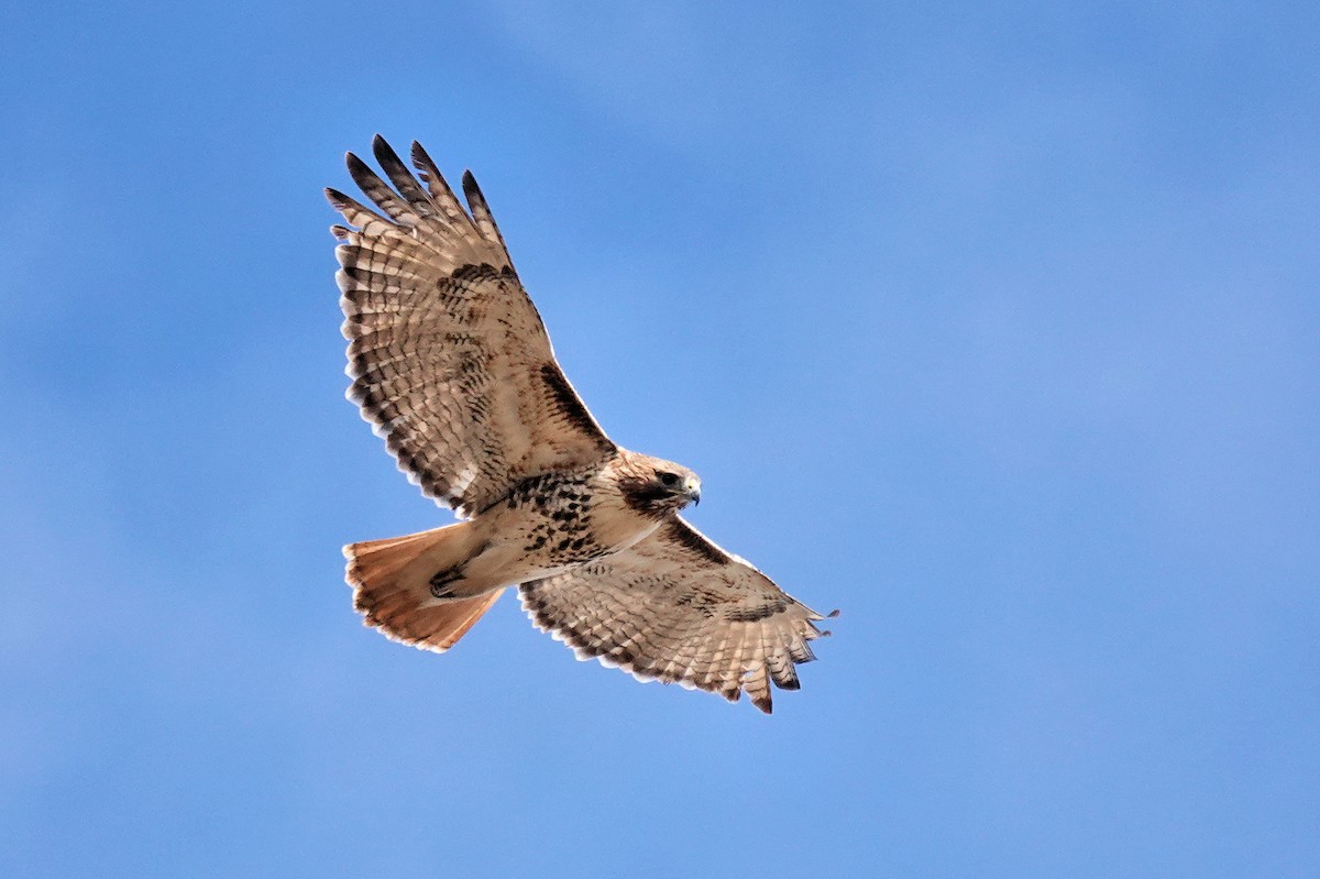 Red-tailed Hawk - ML534850721