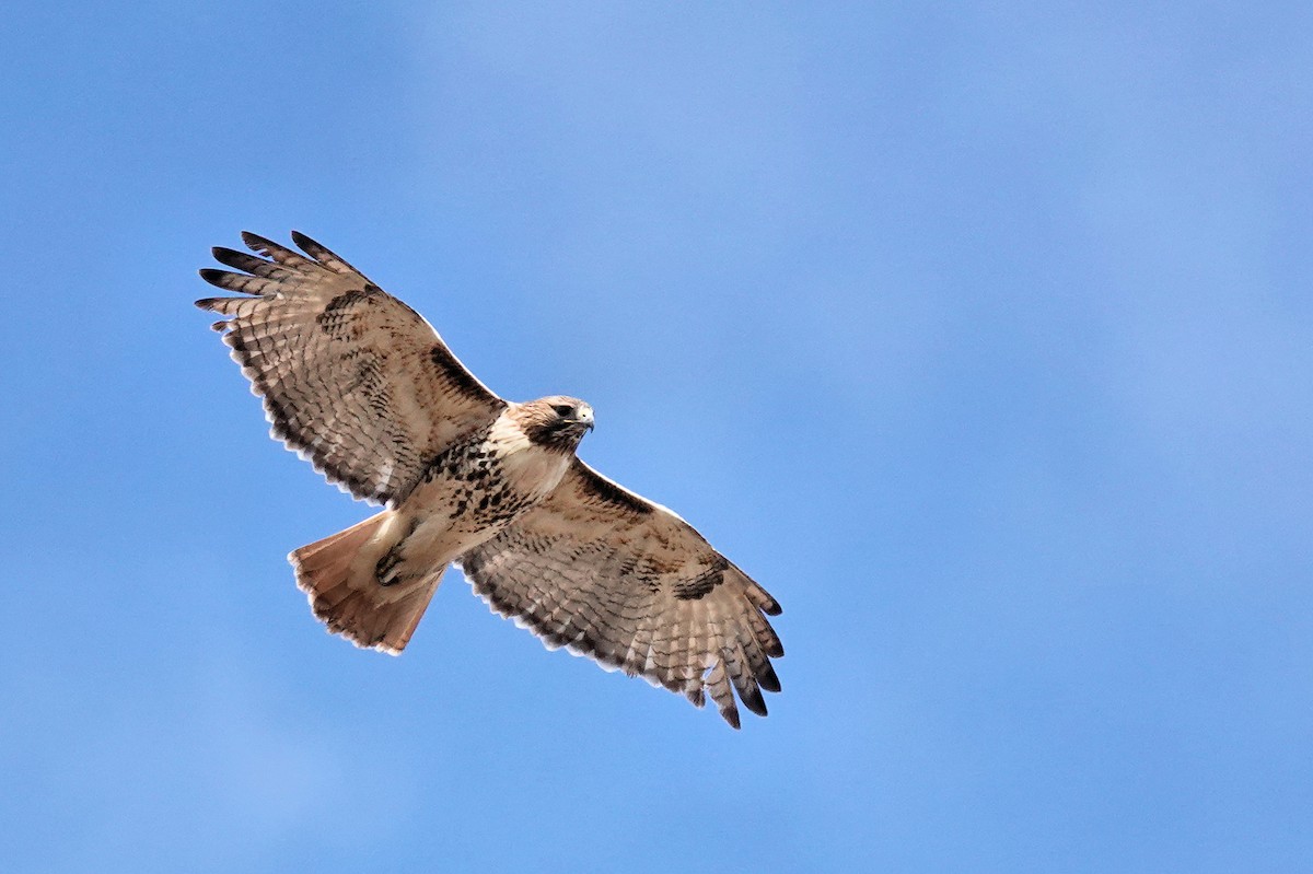 Red-tailed Hawk - ML534850731