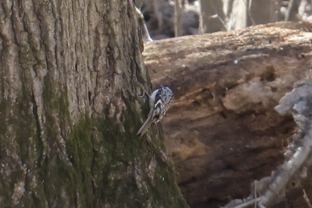 Brown Creeper - ML534851141