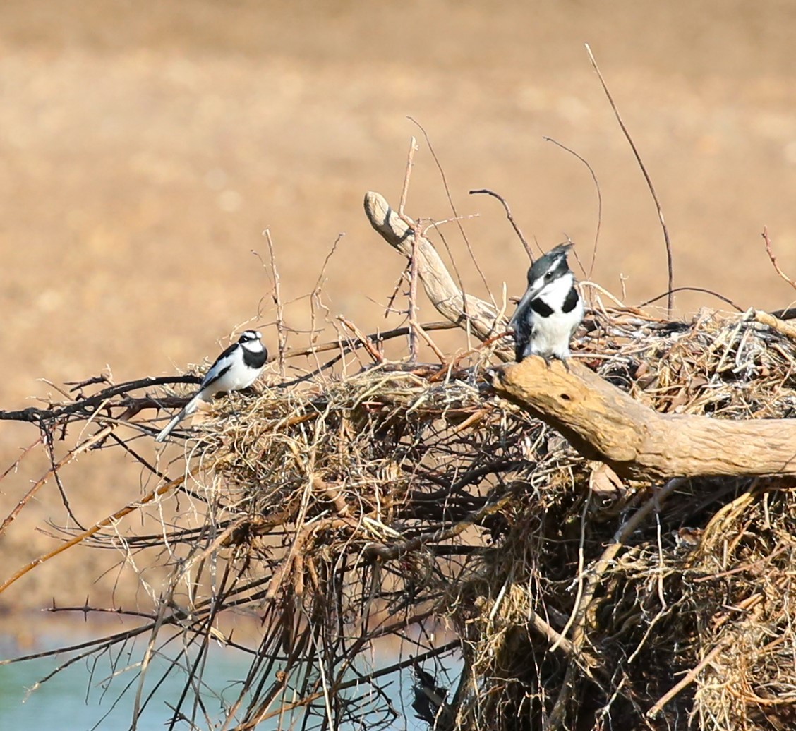 Pied Kingfisher - ML534851171