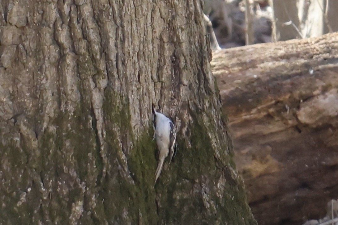 Brown Creeper - ML534851241