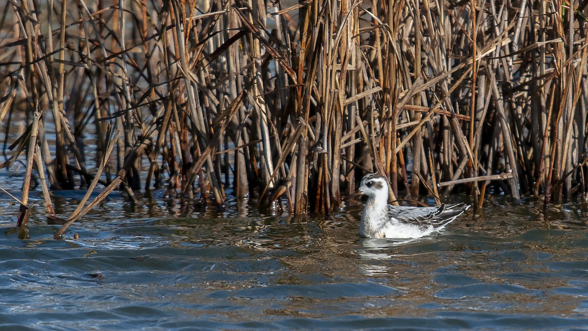 Red Phalarope - ML534851781