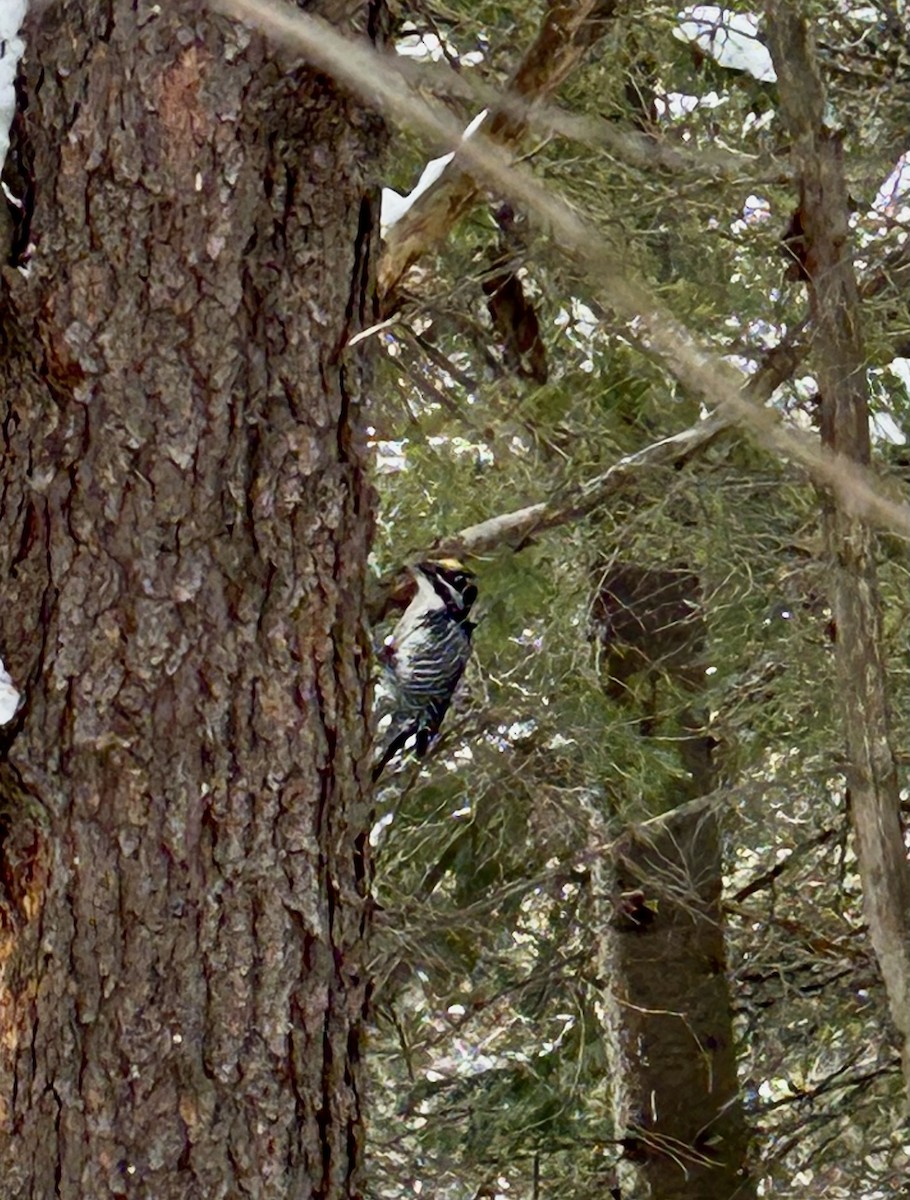 American Three-toed Woodpecker - Richard Lepage