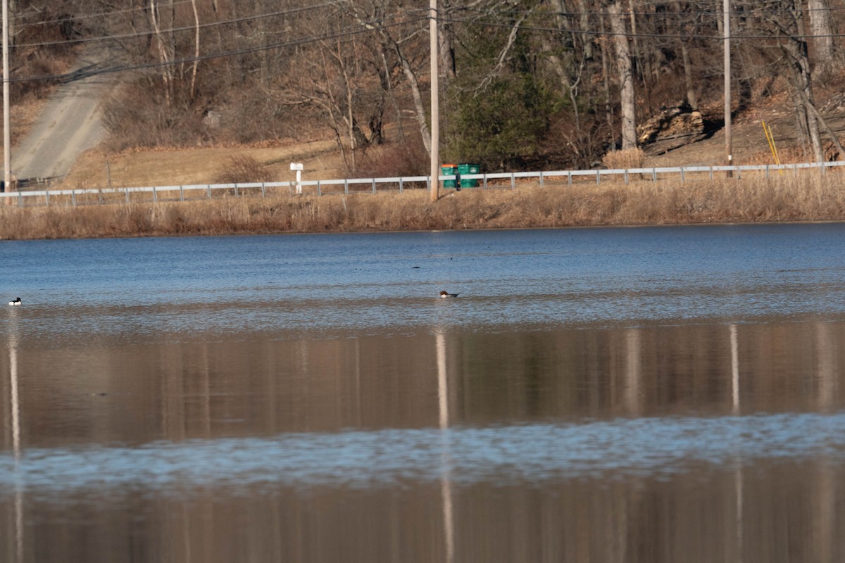 Common/Red-breasted Merganser - ML534853961