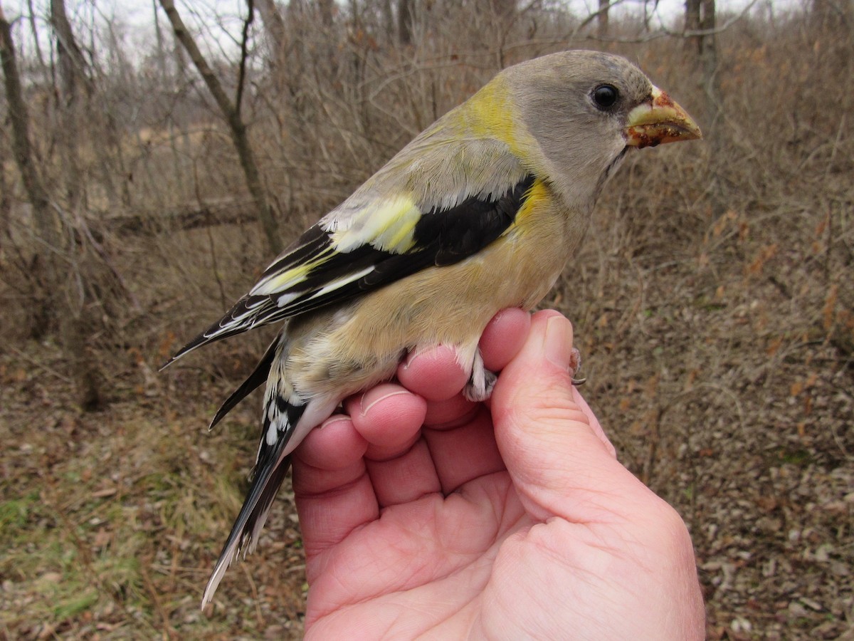 Evening Grosbeak - ML534857381